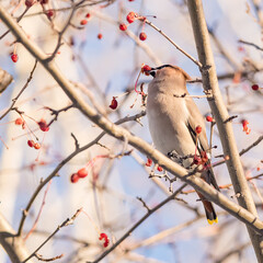 Birds waxwing on a tree close-up