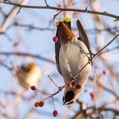 Birds waxwing on a tree close-up