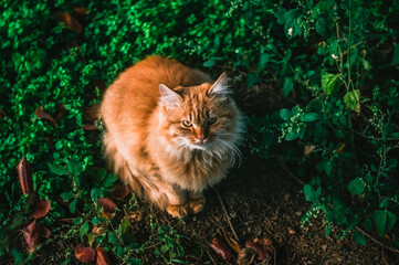 Red cat in green grass