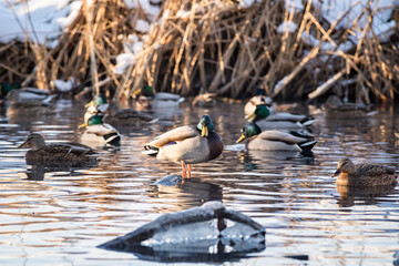 Ducks on the water in late autumn