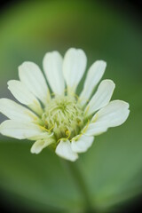 Obraz premium Close-up photo of white zinnia flower in the garden.