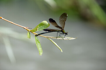 Beautiful damselfly Calopteryx splendens (female) sits on a blade of grass