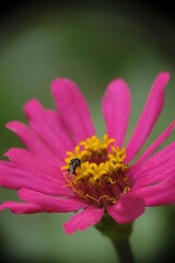 Close-up photo of Apis Florea on a Zinnia flower in the home garden. Close-up photo of colorful zinnia flower in the garden. 