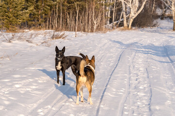 Fototapeta na wymiar Two dogs play on a snow