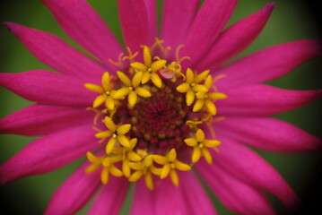 Obraz premium Close-up photo of colorful zinnia flower in the garden.