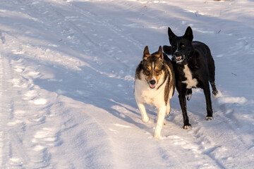 Two dogs play on a snow