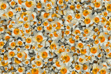 A floral background of a mass of white and orange spring daffodil flowers