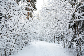 Mellonlahti nature trail, winter view, Imatra, South Karelia, Finland