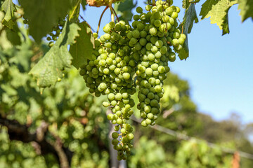 Fototapeta premium Weintrauben am Strauch