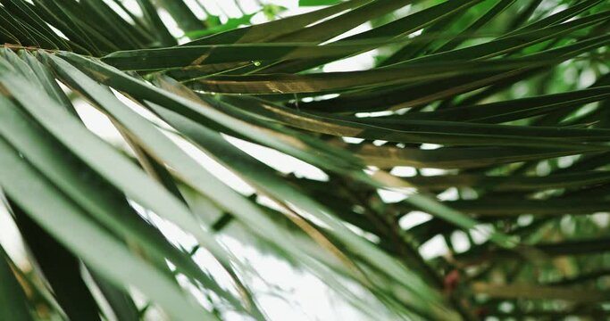 Guano palm found in the Maya jungles traditionally used to make roofs of homes because of it's thick water-resistant fronds