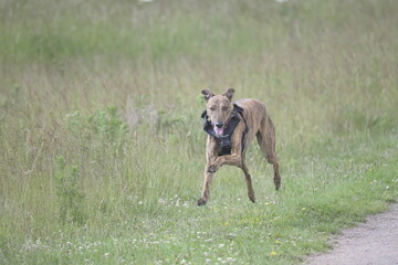 Whippet playing in grass