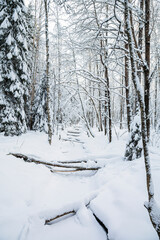 View of winter forest and frozen creek, Meiko recreation area, Kirkkonummi, Finland