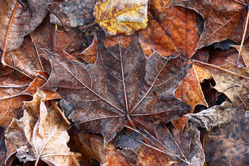 End of autumn. Frosty morning. On the earth the layer of fallen leaves lies and in the center the dark leaf of a maple from above lies. On leaves there is a light hoarfrost.