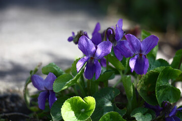 Violet flowers and green leaves of a garden viola at day solar lighting.