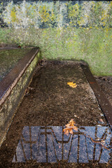 Wet stairs with leaves.