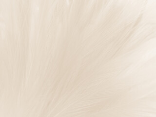 Obraz premium Beautiful abstract gray feathers on white background and soft white feather texture on white pattern and brown background, white texture wallpaper, love theme, valentines day