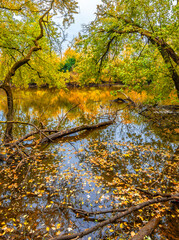 Schiller Woods view in Chicago of Illinois