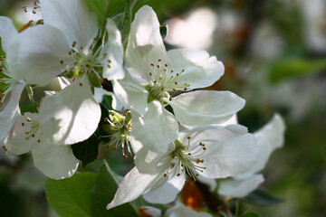 Fresh gentle flowers of an apple-tree with white petals decorate a branch of the blossoming tree.