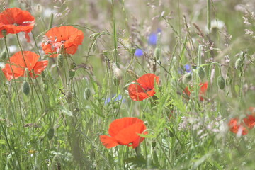 Wildflower meadow with red poppies