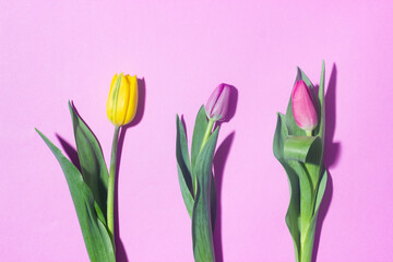 Yellow, pink, purple tulips on a lilac background with shadows. Copy space.