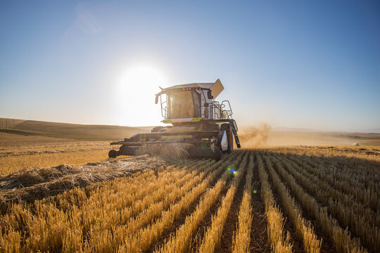 Fototapeta Wide angle view of a combine harvester harvesting wheat on a wheat field on a farm in the Swartland in the Western Cape of South Africa