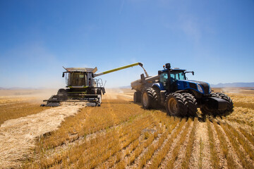 Wide angle view of a combine harvester harvesting wheat on a wheat field on a farm in the Swartland...