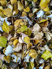 colorful autumn leaves on the ground