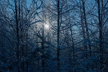 the sun peeks through the winter dark blue forest