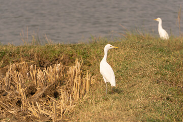 great white heron