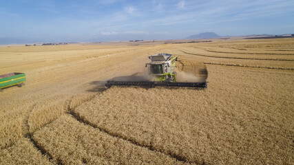 Wide angle view of a combine harvester harvesting wheat on a wheat field on a farm in the Swartland in the Western Cape of South Africa