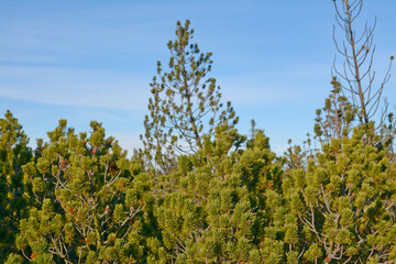 Detail of Pinus mugo growing in peat bog. Peat bog in Ore mountains, Bozi dar, Czech Republic. Green bog pine on sunlight. 