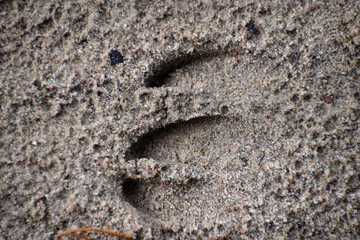 Traces of deer on the sand