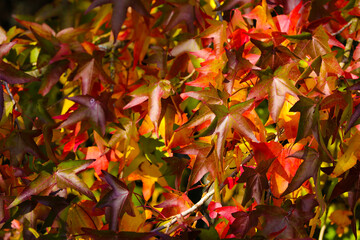 Close up autumn leaves of red, orange, brown and yellow.  Japanese Maple tree colors of fall.