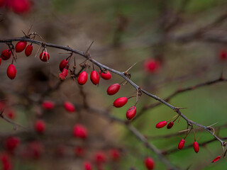 Berberis vulgaris, gewöhnliche Berberitze, Berberitzen