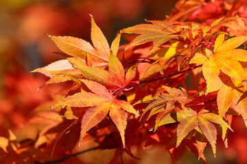 Close up autumn leaves of red, orange, brown and yellow.  Japanese Maple tree colors of fall.