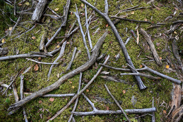 Forest ground floor with moss 