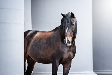 spanisches Pferd vor einem schloss