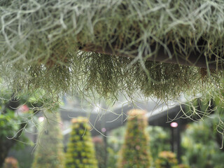 A plant called the hermit's beard.