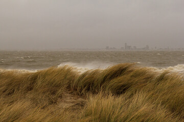 waves are splasting up against the dunes with waving beach grass at a stormy day at the dutch coast in winter at the westerschelde sea © Angelique