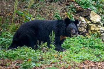Asiatic black bear (Ursus thibetanus) in the autumn forest