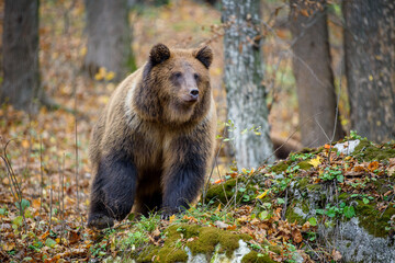 Close-up brown bear in autumn forest. Danger animal in nature habitat. Big mammal
