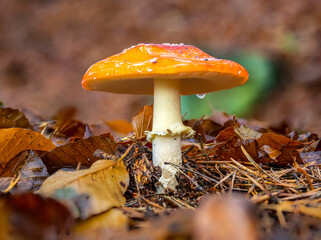 Pilze  im Herbst mit Tropfen