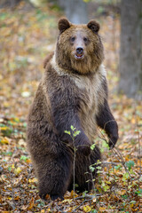 Fototapeta premium Brown bear (Ursus arctos) standing on his hind legs in autumn forest. Danger animal in nature habitat. Big mammal