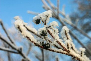 Winterlicher Rauhreif auf Bäumen und Sträuchern
