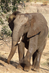 Naklejka premium Afrikanischer Elefant / African elephant / Loxodonta africana