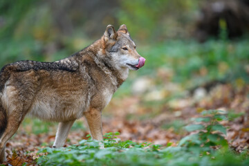 Fototapeta na wymiar Close up wolf in autumn forest background