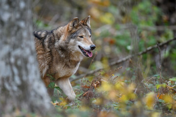 Close up wolf in autumn forest background