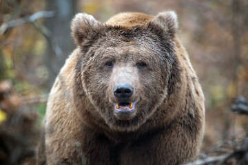 Fototapeta na wymiar Close-up brown bear portrait. Danger animal in nature habitat. Big mammal