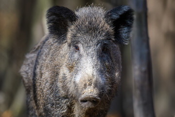 Portrait male Wild-boar in autumn forest