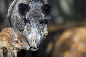 Cute swine sus scrofa family in dark forest. Wild boar mother and baby on background natural environment